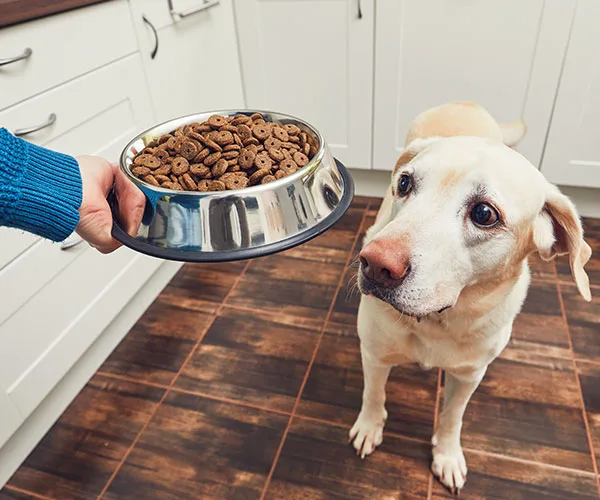Best foods for your dog