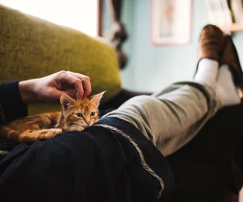Person lounging with a ginger kitten on their lap, gently petting its head.