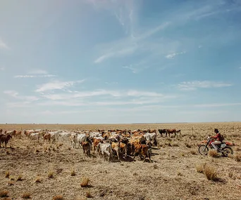 A person on a motorcycle herding cattle on a dry, expansive plain under a clear blue sky.