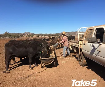 A farmer feeds cattle from a truck in a dry, barren field under a clear blue sky.