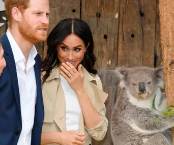 Couple smiling at a zoo while standing next to a koala eating leaves.