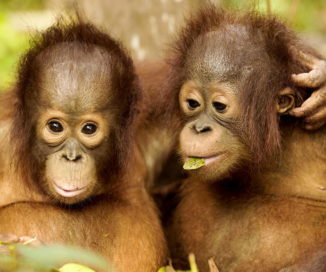 Two young orangutans sitting together in the forest, one chewing on a leaf.