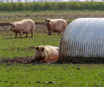 Pigs in a grassy field with a metal shelter nearby.
