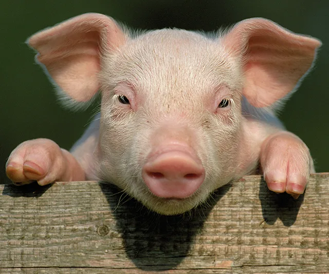 Cute piglet peeking over a wooden fence, symbolizing the Year of the Pig in Chinese New Year 2019.