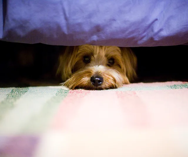 A small dog peeks out from under a blue blanket, lying on a colorful carpet.