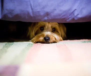 A small dog peeks out from under a blue blanket, lying on a colorful carpet.