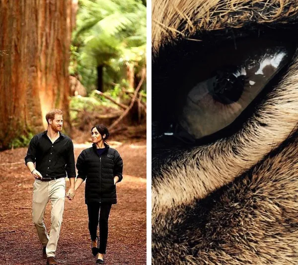Prince Harry and a woman walk in a forest; close-up of a tiger's eye.