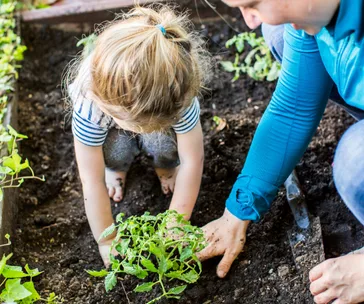 How an organic vegetable garden can improve the value of your home and help you save on grocery bills