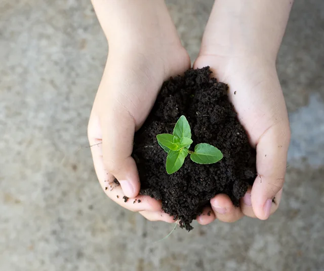 Hands holding soil with a small green plant sprouting.
