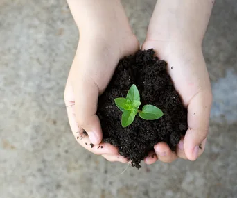 Hands holding soil with a small green plant sprouting.