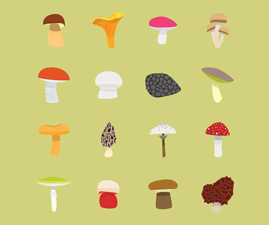 Illustrated grid of various mushroom species on a green background.