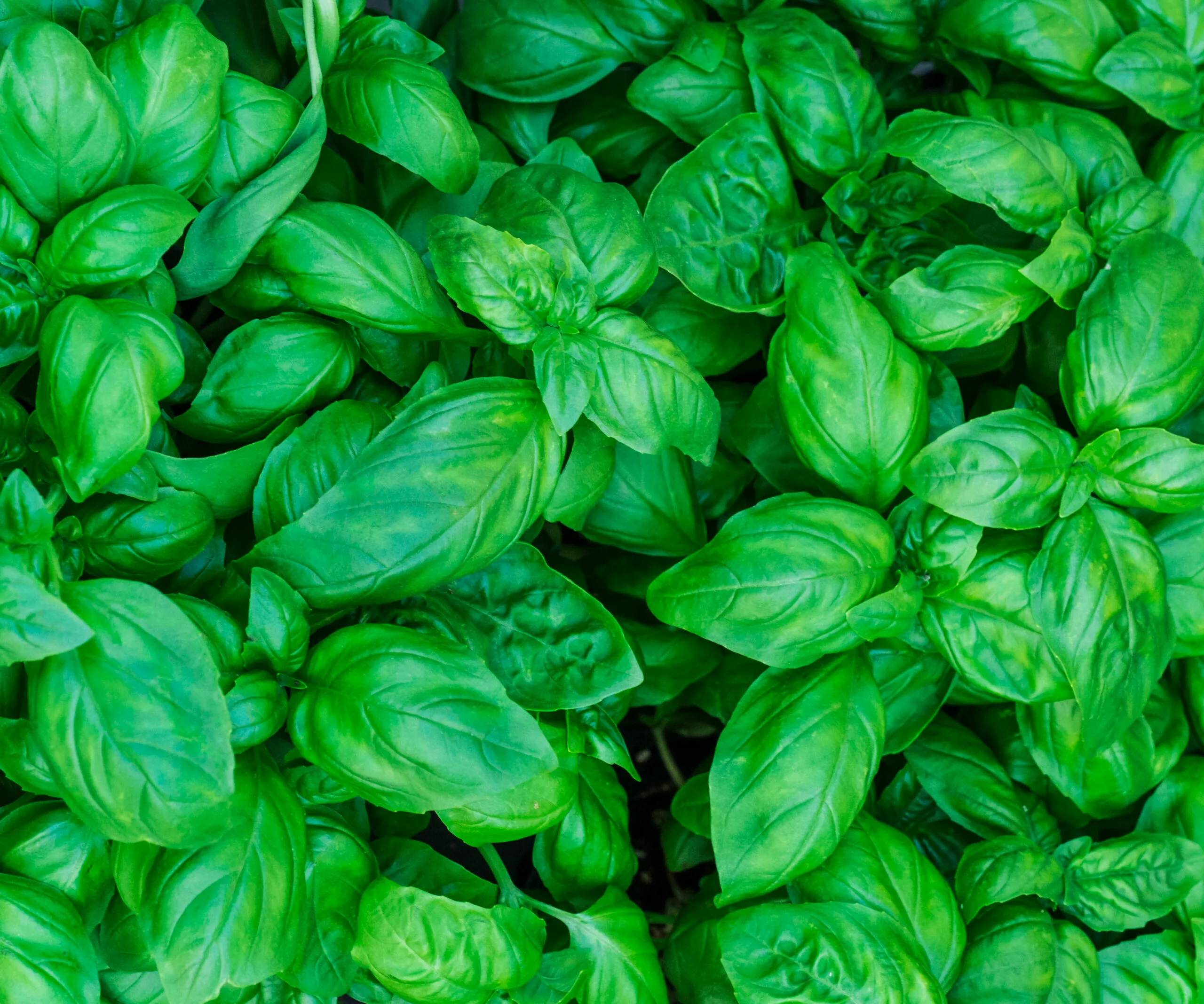 basil