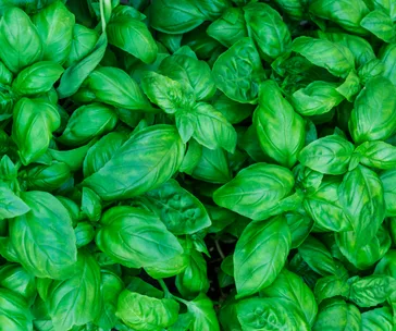 basil