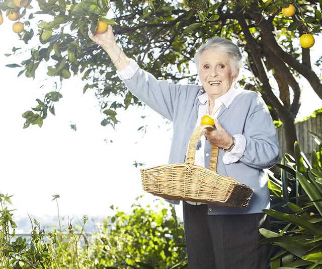 Elderly woman in garden picking oranges with a basket, wearing a blue cardigan, sunny day.