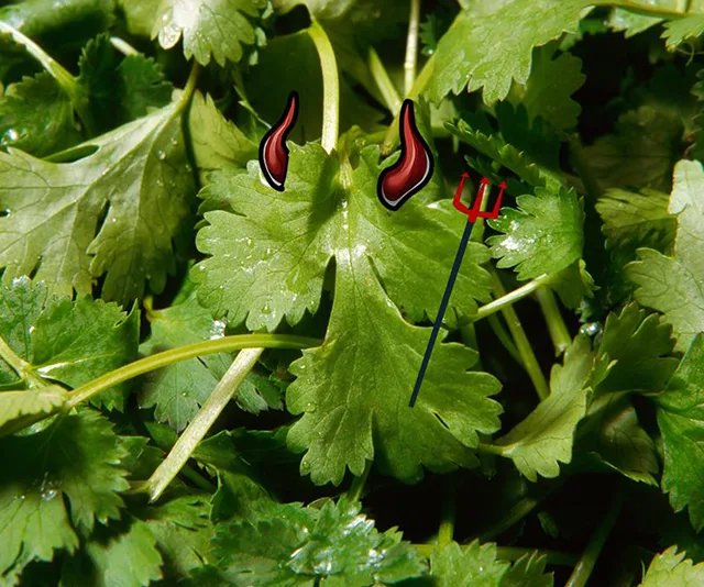 Coriander