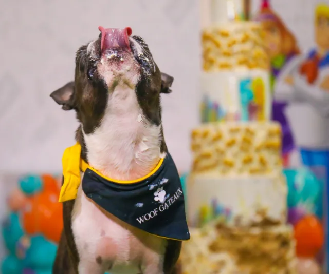 Dog wearing a "Woof Gateaux" bandana licks its snout near a large decorated cake.