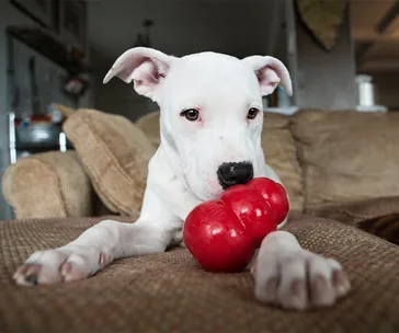 White puppy with floppy ears and a red chew toy on a brown sofa indoors.