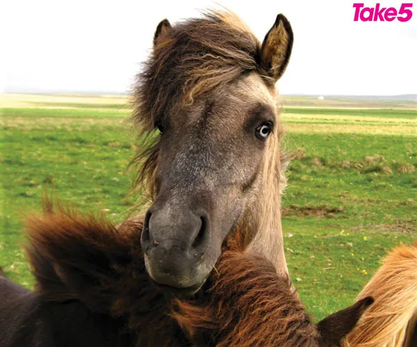 Wild horse with a windswept mane standing in a lush green field under a bright sky.
