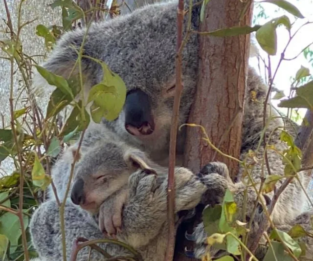 Koala and joey cuddling on a tree branch, surrounded by green leaves.