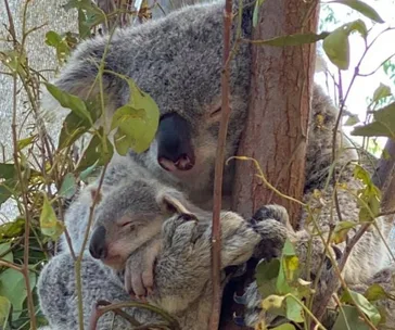 Koala and joey cuddling on a tree branch, surrounded by green leaves.
