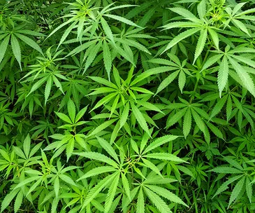 Lush green cannabis plants with distinct serrated leaves, closely packed together in a natural setting.