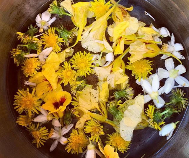 Assorted colorful edible flowers, including yellow and white varieties, submerged in liquid in a pot.