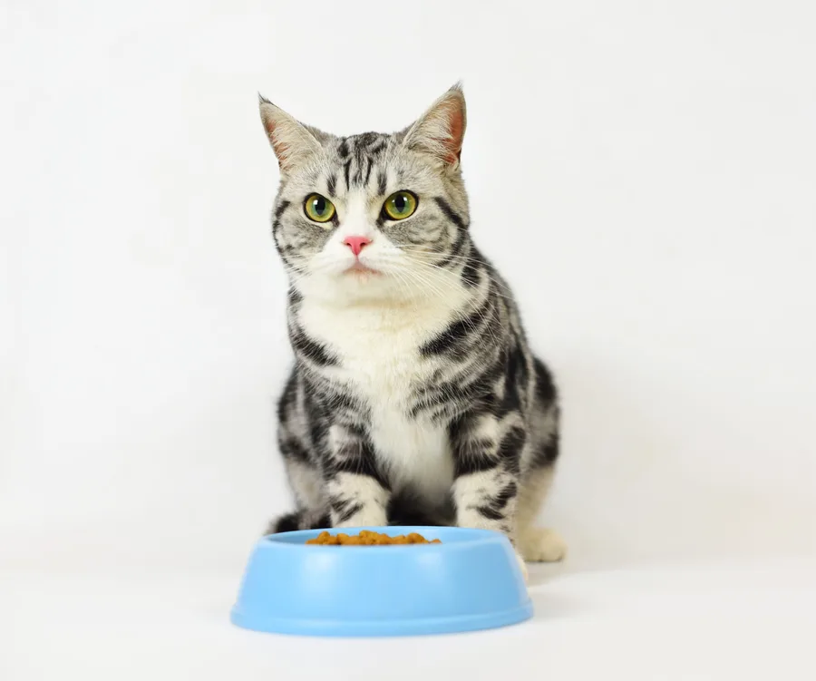 Gray tabby cat with green eyes sitting in front of a blue bowl filled with dry food on a white background.