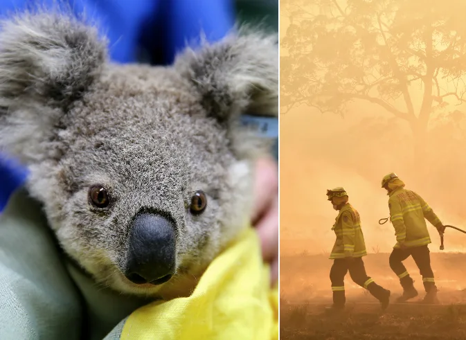 Koala in recovery and firefighters battling a bushfire against a smoky orange sky backdrop.