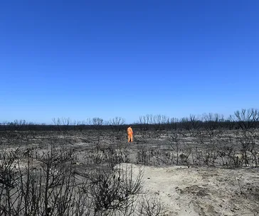 Person in orange uniform surveys vast, scorched landscape under clear blue sky after Australia bushfires, 2020.
