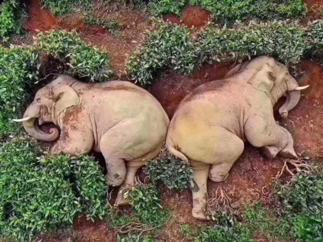 Two elephants lying on their sides in lush greenery on a hillside, appearing to rest peacefully.