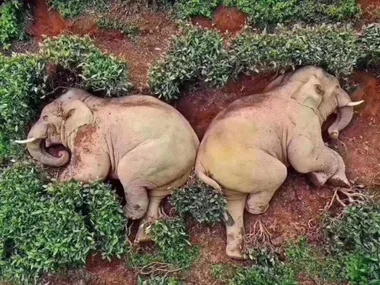 Two elephants lying on their sides in lush greenery on a hillside, appearing to rest peacefully.