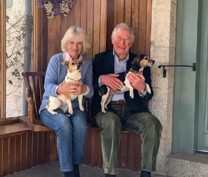 Couple with dogs sitting on a wooden bench, smiling for their wedding anniversary photo.