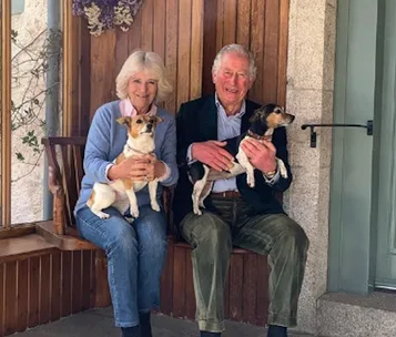 Couple with dogs sitting on a wooden bench, smiling for their wedding anniversary photo.