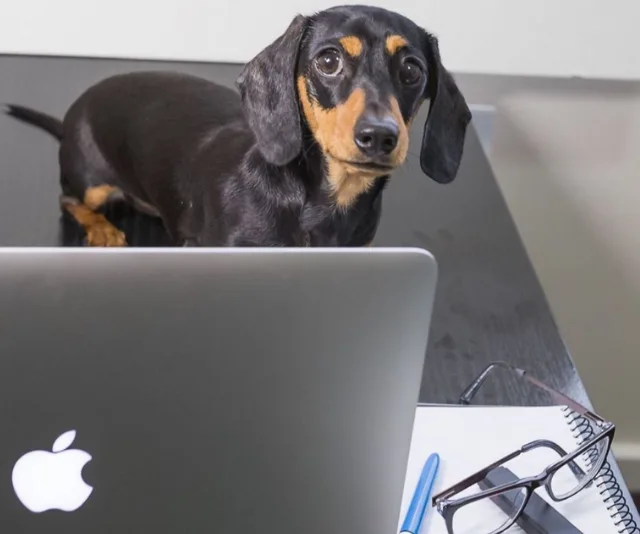 Dachshund looking at a laptop, with glasses and a notebook nearby on a desk.