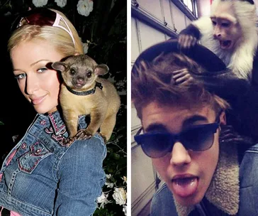 Blonde woman with kinkajou on shoulder; young man with sunglasses and capuchin monkey on head.