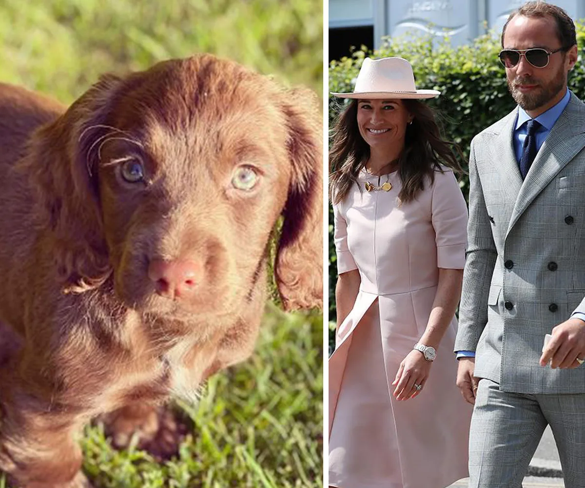 A cute brown puppy on grass; a man in a gray suit and woman in a pink dress with a hat walking.