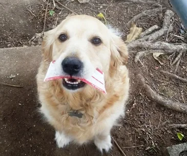 Golden Retriever holding a piece of paper in its mouth while sitting on a dirt ground with visible roots.
