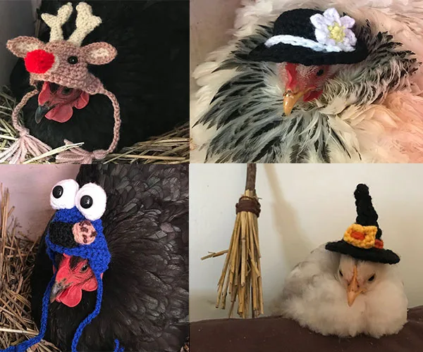 Chickens wearing cute knitted hats: a reindeer, a floral hat, googly eyes, and a witch hat with a mini broomstick nearby.