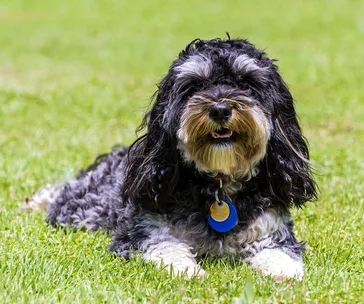 A black and white curly-haired dog lies on green grass, wearing a collar with tags.