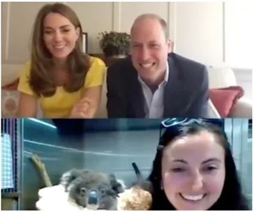 A smiling couple on a video call, below a woman holds a koala at a sanctuary.