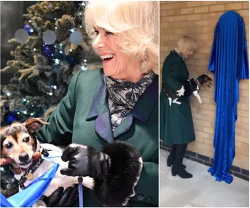 Camilla smiling, holding a small dog, standing beside a draped blue curtain.