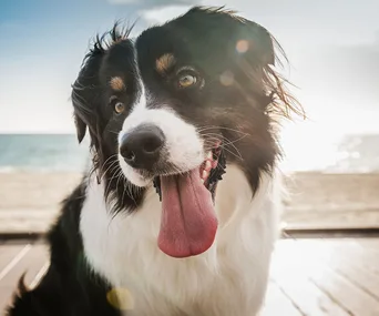 Dog at beach with tongue out, sunlight reflecting on fur, sea in background.