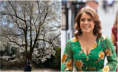 "Princess Eugenie in a floral dress smiles outdoors; a couple stands under a blossoming tree."