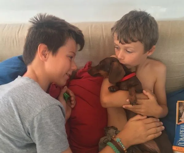 Two boys sitting on a couch cuddling a small brown Dachshund puppy with a red collar.