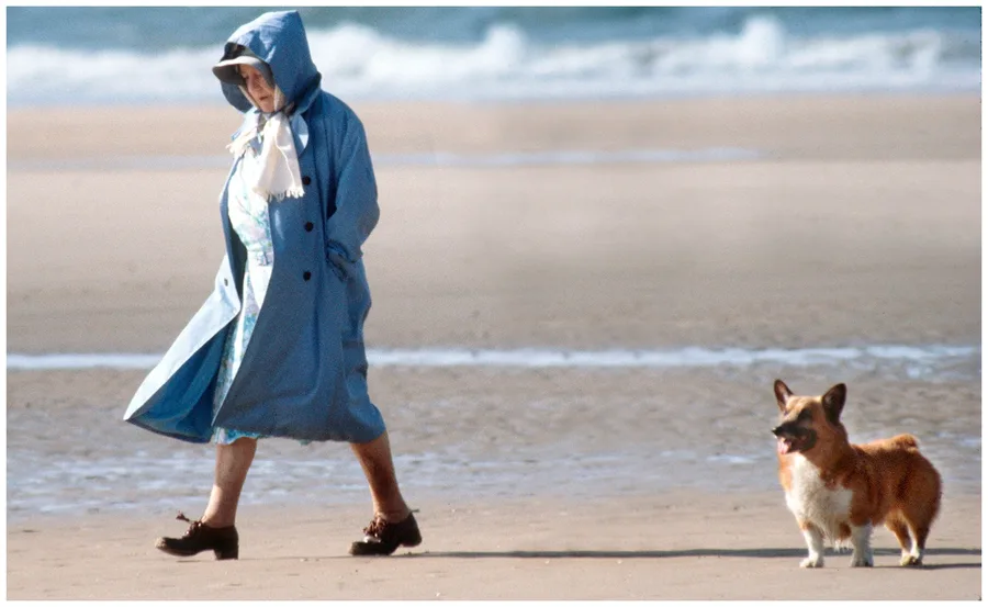 A person in a blue coat walks on the beach with a corgi dog by their side.