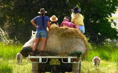 People in hats on a truck with hay in a field, surrounded by sheep.