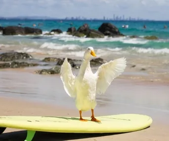 Duck standing with wings open on a surfboard at a beach with waves and rocks in the background.