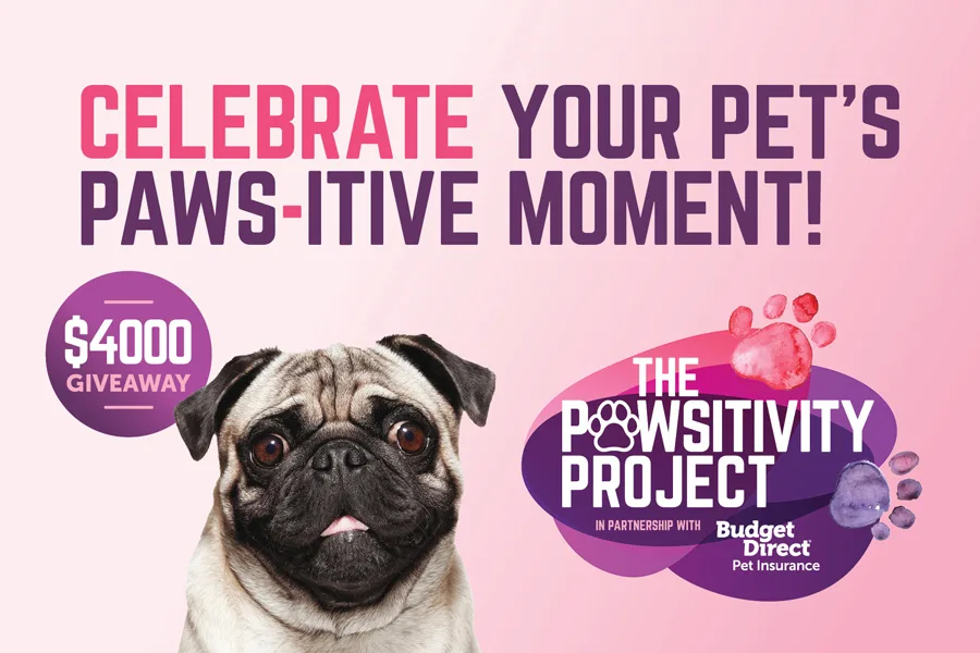 Celebrate your pet’s moment with a pug and Pawsitivity Project giveaway, partnered with Budget Direct Pet Insurance.