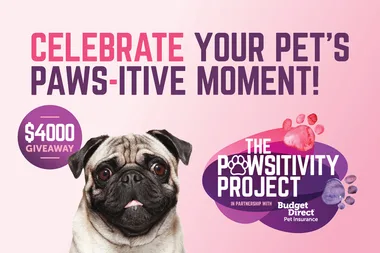 Celebrate your pet’s moment with a pug and Pawsitivity Project giveaway, partnered with Budget Direct Pet Insurance.