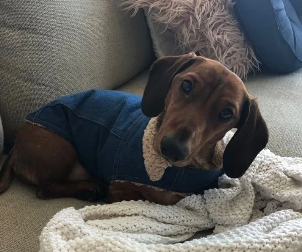 Brown dachshund wearing a blue jacket, resting on a sofa with a textured white blanket.